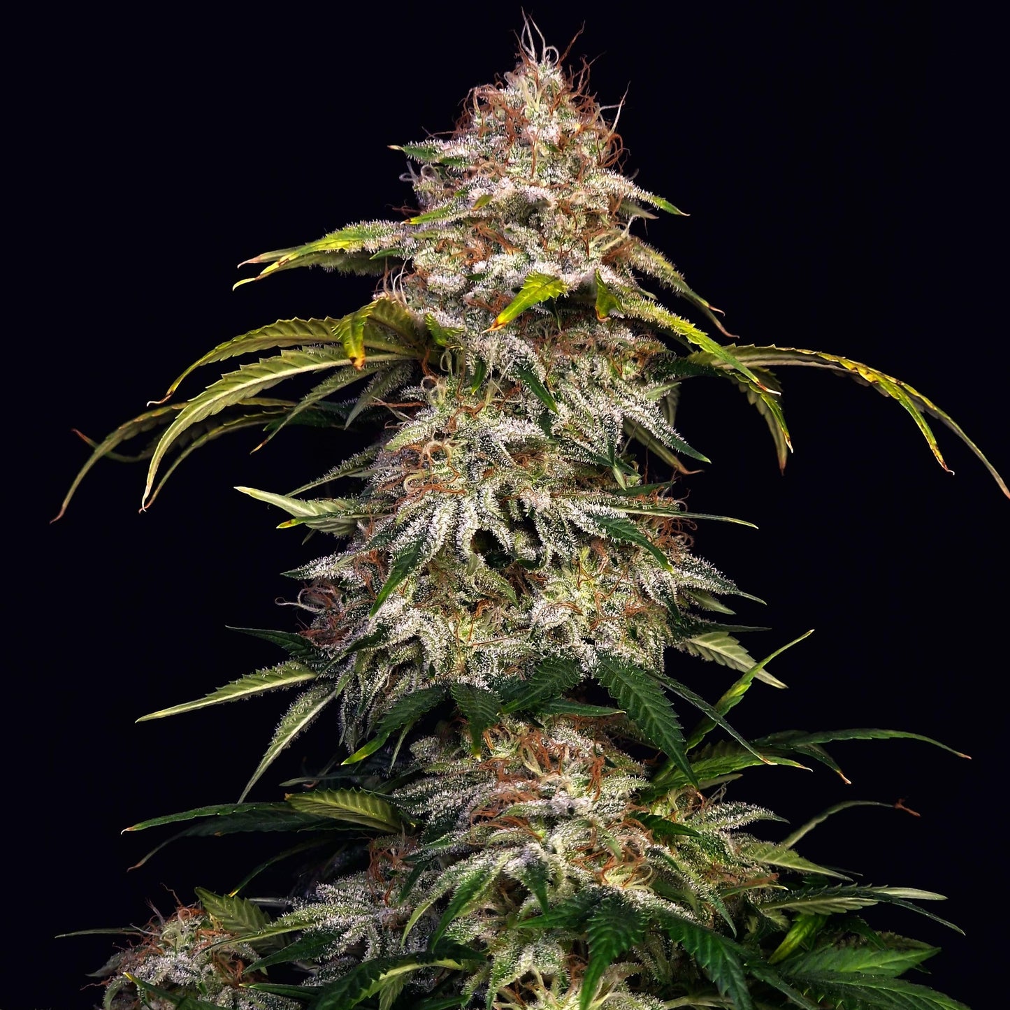 Sour Diesel US Samen Feminisiert Samen Lucky Hemp