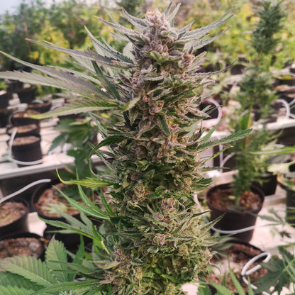 Einsteiger Samen Set Feminisiert Samen Lucky Hemp