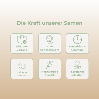 Jack Herer Samen Automatik