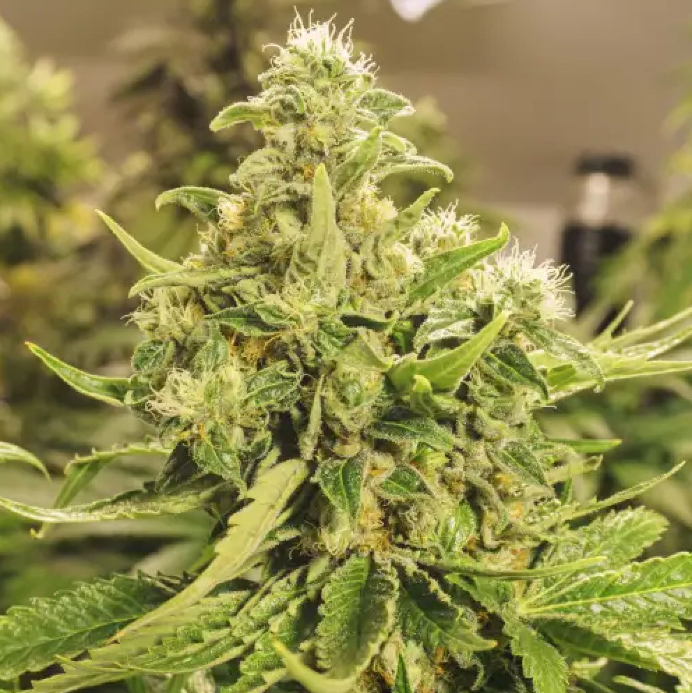 Pure CBG Samen Feminisiert Samen Lucky Hemp