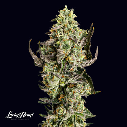 Tropicana Cookies Samen Feminisiert Samen Lucky Hemp