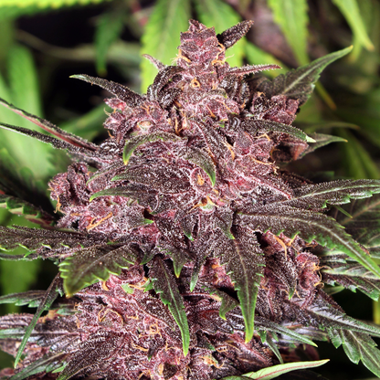 Biscotti Pink Champagne Samen Feminisiert Samen Lucky Hemp