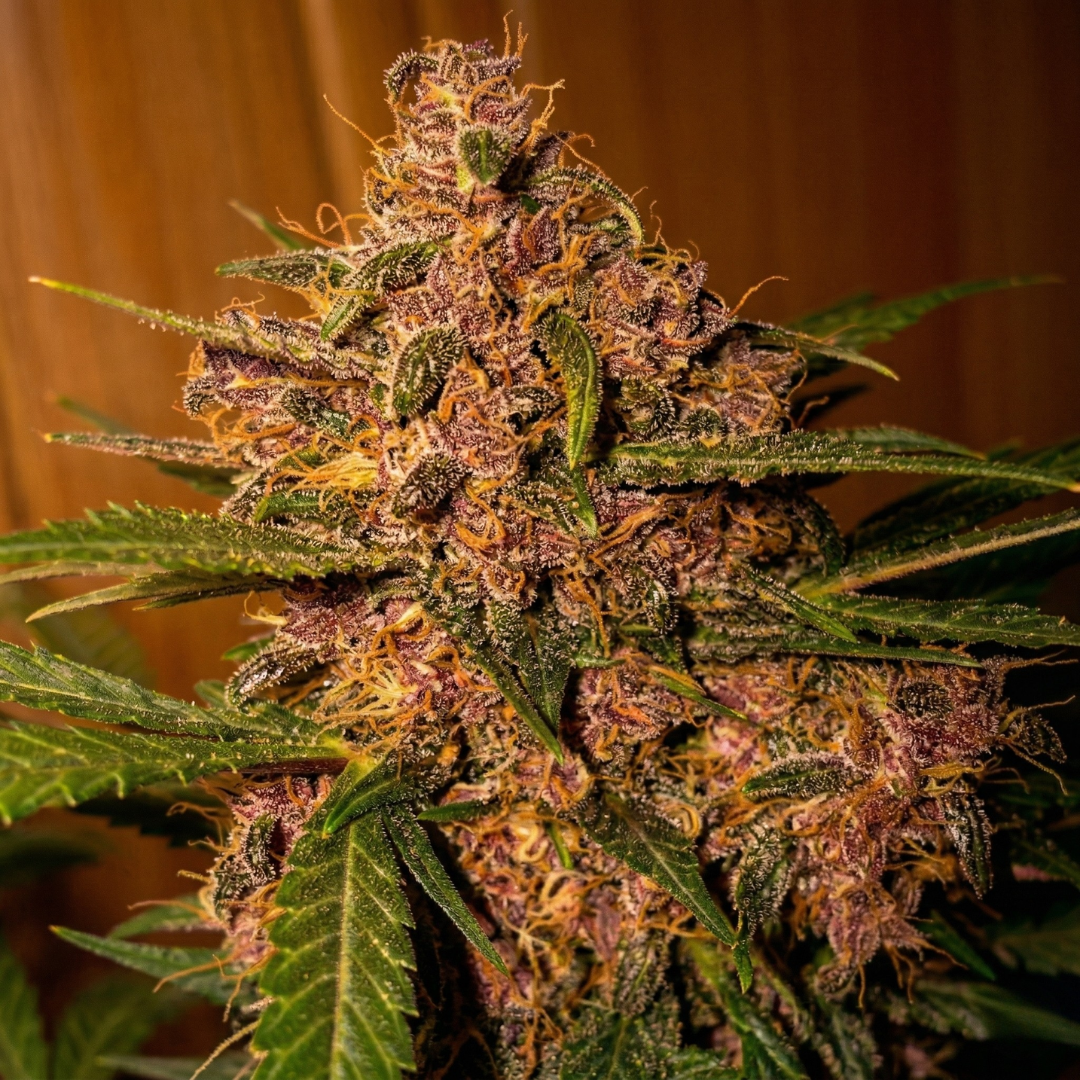 Z Cube 4 Samen Automatik Samen Lucky Hemp