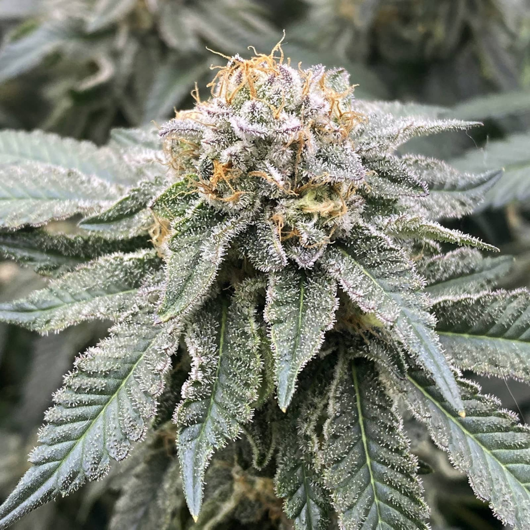 Orange Mimosa (FAST Version) Samen Feminisiert Samen Lucky Hemp