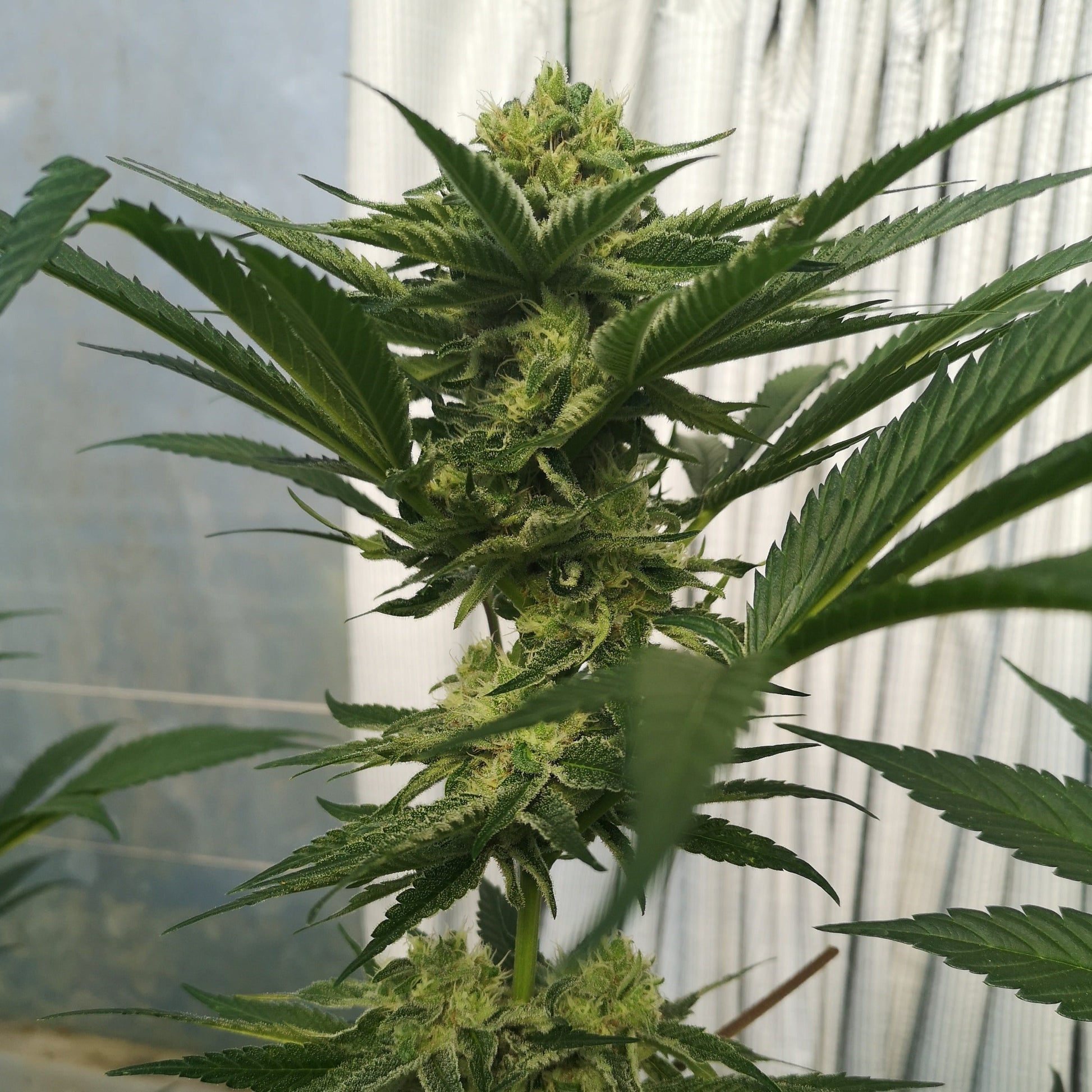 Wedding Cake Samen Feminisiert  Lucky Hemp   