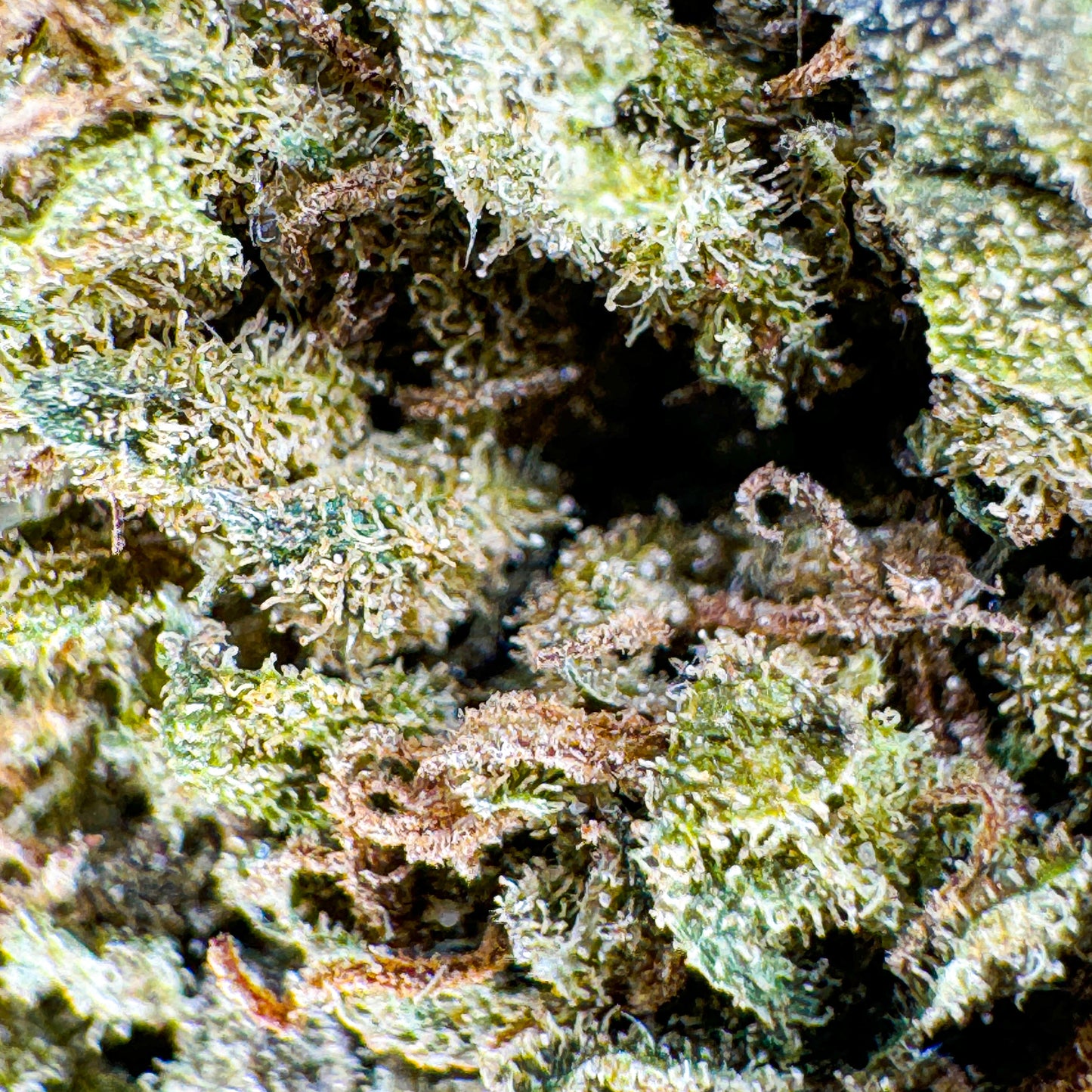 Earthquake CBD Blüten Lucky Hemp   